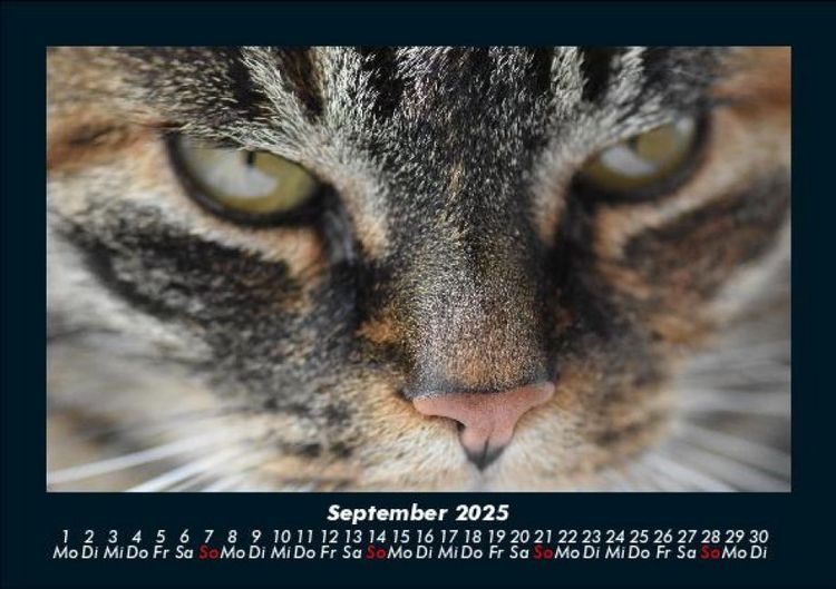 Produktbild: F&uuml;r Katzenfreunde 2025 Fotokalender DIN A5