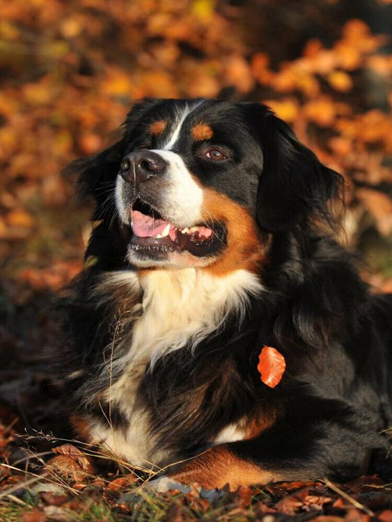 Produktbild: CALVENDO Puzzle Ein Motiv aus dem Kalender Faszination Berner Sennenhund | 1000 Teile Lege-Gr&ouml;&szlig;e 64x48cm Foto-Puzzle f&uuml;r gl&uuml;ckliche Stunden