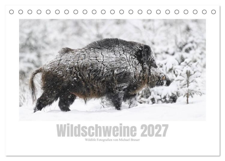 Produktbild: Wildschweine &ndash; Wildlife Fotografien (Tischkalender 2027 DIN A5 quer), CALVENDO Monatskalender