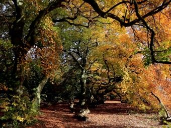 Produktbild: CALVENDO Puzzle Die S&uuml;ntelbuchenallee von Bad Nenndorf im Oktober | 1000 Teile Lege-Gr&ouml;&szlig;e 64x48cm Foto-Puzzle f&uuml;r gl&uuml;ckliche Stunden