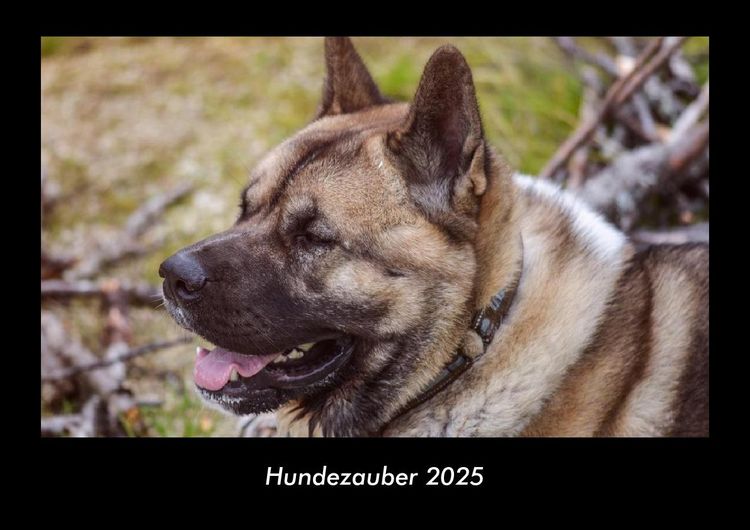 Produktbild: Hundezauber 2025 Fotokalender DIN A3