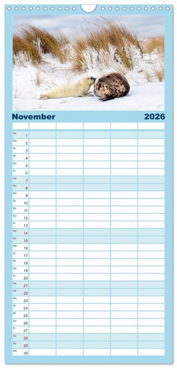 Produktbild: Familienplaner 2026 - Faszination Kegelrobben und Seehunde mit 5 Spalten (Wandkalender, 21 x 45 cm) CALVENDO
