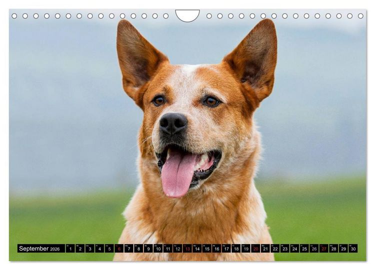 Produktbild: Power auf 4 Pfoten. Australian Cattle Dog (Wandkalender 2026 DIN A4 quer), CALVENDO Monatskalender