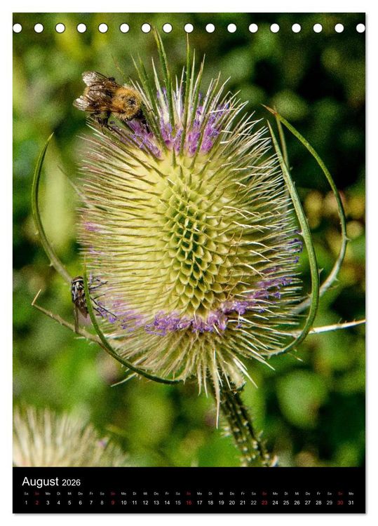 Produktbild: Bienenkalender (Tischkalender 2026 DIN A5 hoch), CALVENDO Monatskalender