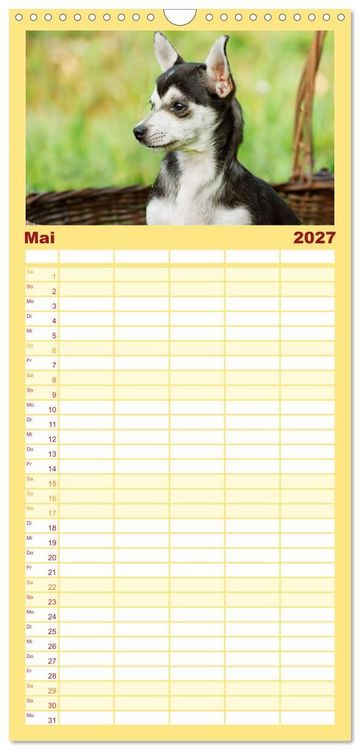 Produktbild: Familienplaner 2027 - Enegieb&uuml;ndel Chihuahua - Temperament auf vier Pfoten mit 5 Spalten (Wandkalender, 21 x 45 cm) CALVENDO