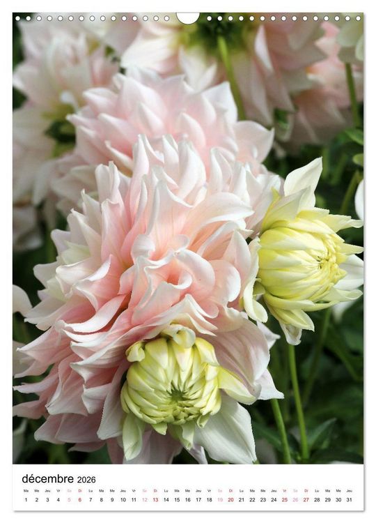 Produktbild: Des beaux dahlias (Calendrier mural 2026 DIN A3 horizontal), CALVENDO calendrier mensuel