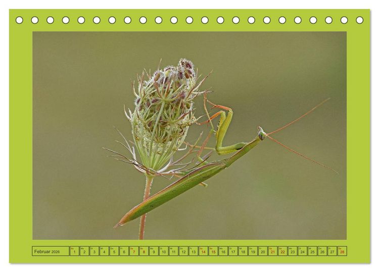 Produktbild: Die Gottesanbeterin Mantis Religiosa (Tischkalender 2026 DIN A5 quer), CALVENDO Monatskalender