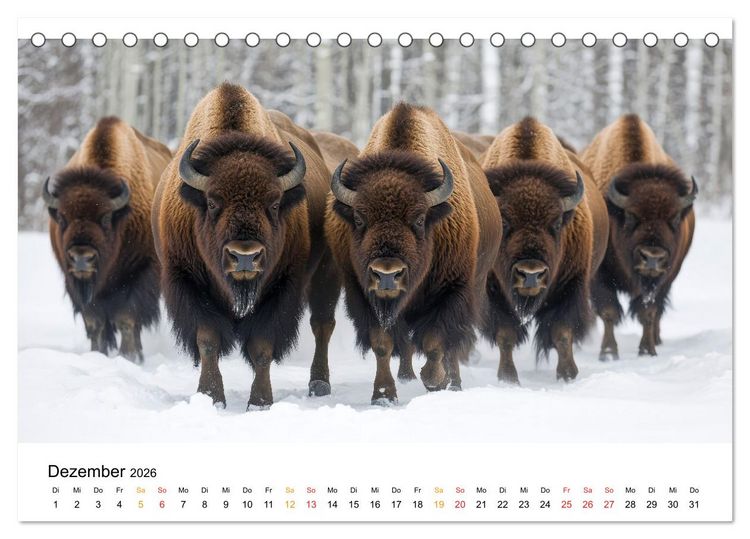 Produktbild: B&uuml;ffel - Ikonen der Wildnis (Tischkalender 2026 DIN A5 quer), CALVENDO Monatskalender