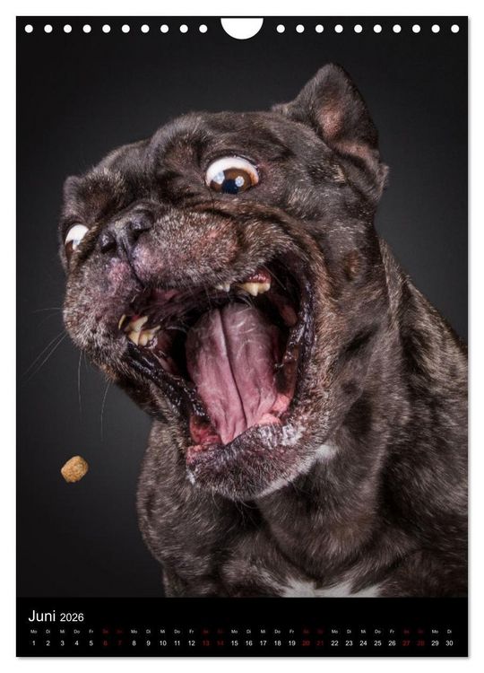 Produktbild: Bullyzauber - Franz&ouml;sische Bulldoggen (Wandkalender 2026 DIN A4 hoch), CALVENDO Monatskalender