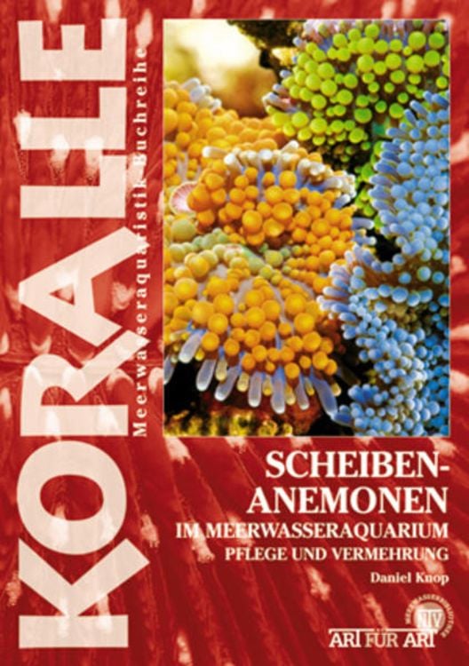 Produktbild: Scheibenanemonen im Meerwasseraquarium