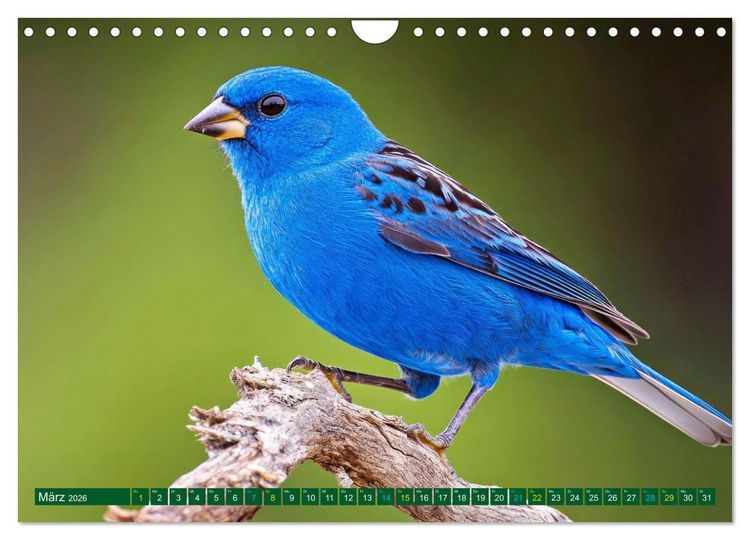 Produktbild: Die Welt in Blau (Wandkalender 2026 DIN A4 quer), CALVENDO Monatskalender
