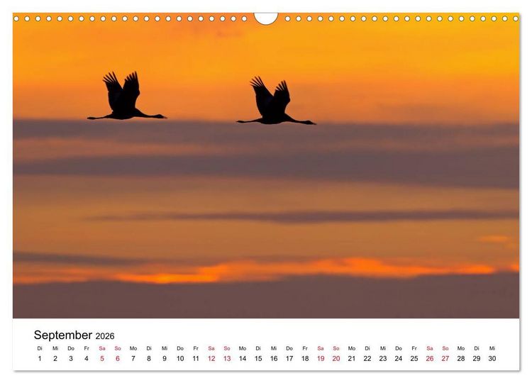 Produktbild: Zug der Kraniche (Wandkalender 2026 DIN A3 quer), CALVENDO Monatskalender