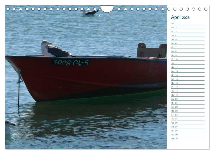 Produktbild: M&ouml;wen - Von der Ostsee bis zum Atlantik (Wandkalender 2026 DIN A4 quer), CALVENDO Monatskalender