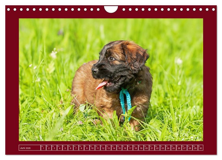 Produktbild: Herz auf vier Pfoten - Briard (Wandkalender 2026 DIN A4 quer), CALVENDO Monatskalender
