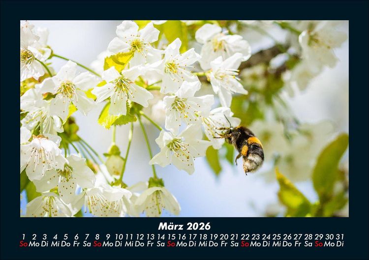 Produktbild: Blumenkalender 2026 Fotokalender DIN A5
