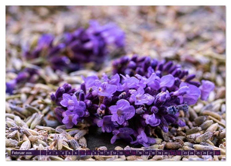Produktbild: Essbare Bl&uuml;ten aus meinem Garten (hochwertiger Premium Wandkalender 2026 DIN A2 quer), Kunstdruck in Hochglanz