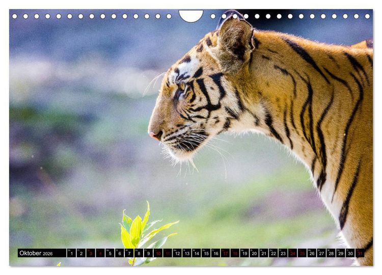 Produktbild: Indien - Im Reich des Tigers (Wandkalender 2026 DIN A4 quer), CALVENDO Monatskalender