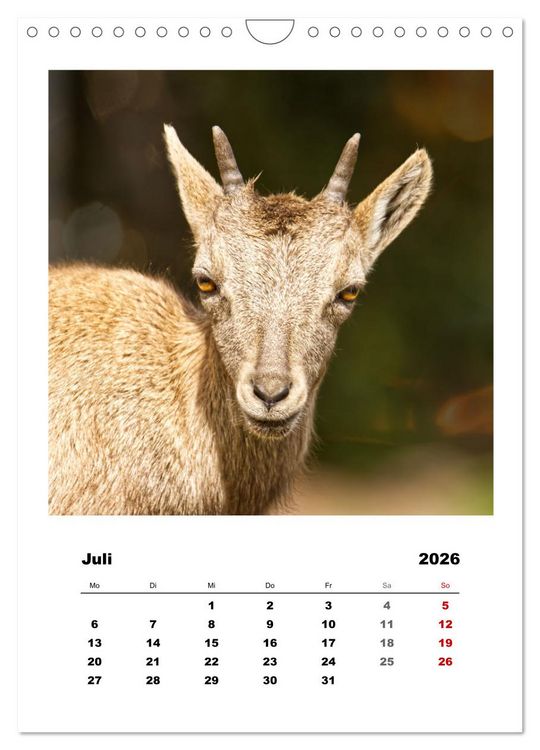 Produktbild: Alpen-Steinb&ouml;cke, imposante Horntr&auml;ger (Wandkalender 2026 DIN A4 hoch), CALVENDO Monatskalender