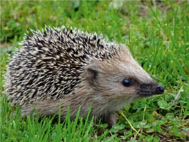 Produktbild: CALVENDO Puzzle Igel auf der Wiese 1000 Teile Lege-Gr&ouml;&szlig;e 64 x 48 cm Foto-Puzzle Bild von Kattobello