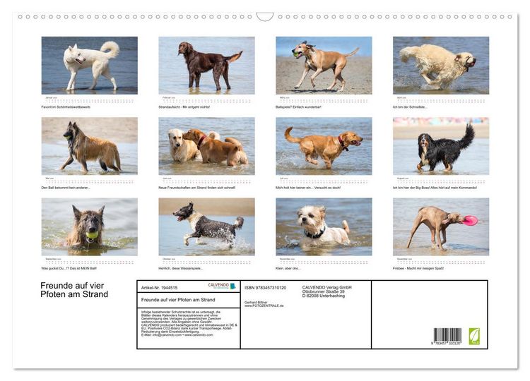 Produktbild: Freunde auf vier Pfoten am Strand (Wandkalender 2026 DIN A2 quer), CALVENDO Monatskalender