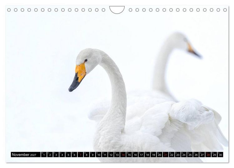 Produktbild: Japanische Vogelwelt im Winter (Wandkalender 2027 DIN A4 quer), CALVENDO Monatskalender