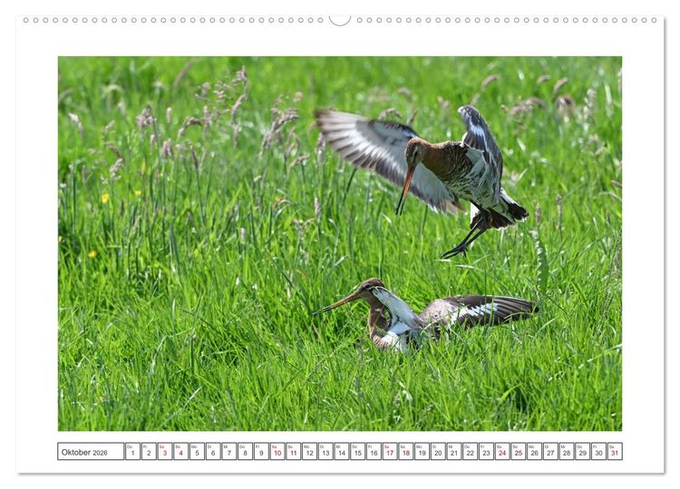 Produktbild: Die bedrohten Uferschnepfen (hochwertiger Premium Wandkalender 2026 DIN A2 quer), Kunstdruck in Hochglanz