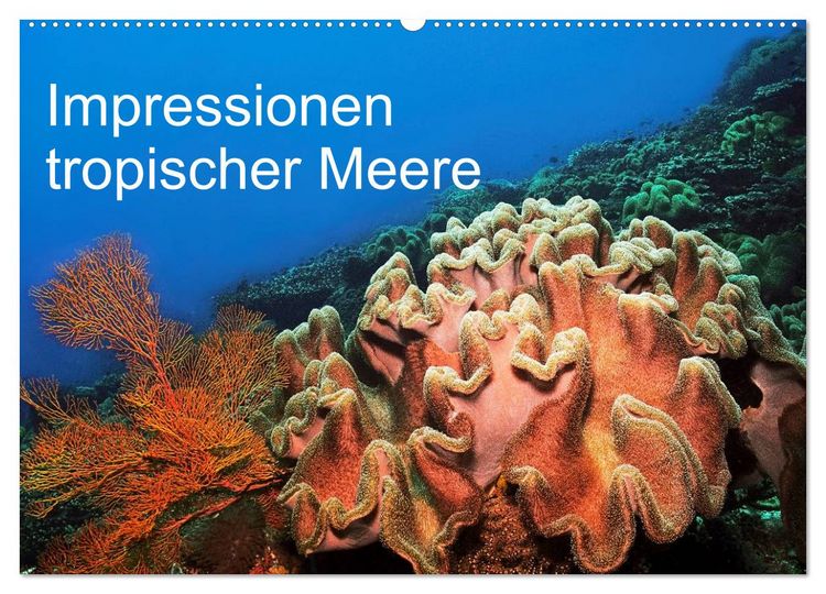 Produktbild: Impressionen tropischer Meere (Wandkalender 2026 DIN A2 quer), CALVENDO Monatskalender