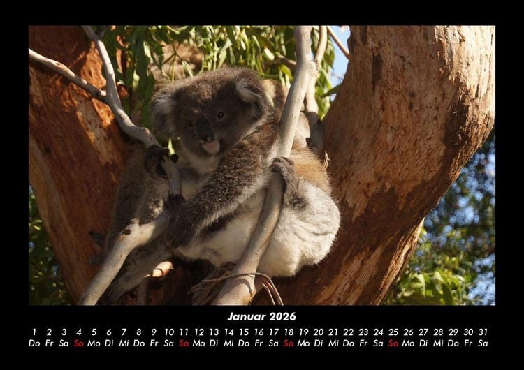 Produktbild: Koala 2026 Fotokalender DIN A3
