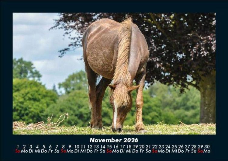 Produktbild: Die Welt der Pferde 2026 Fotokalender DIN A5