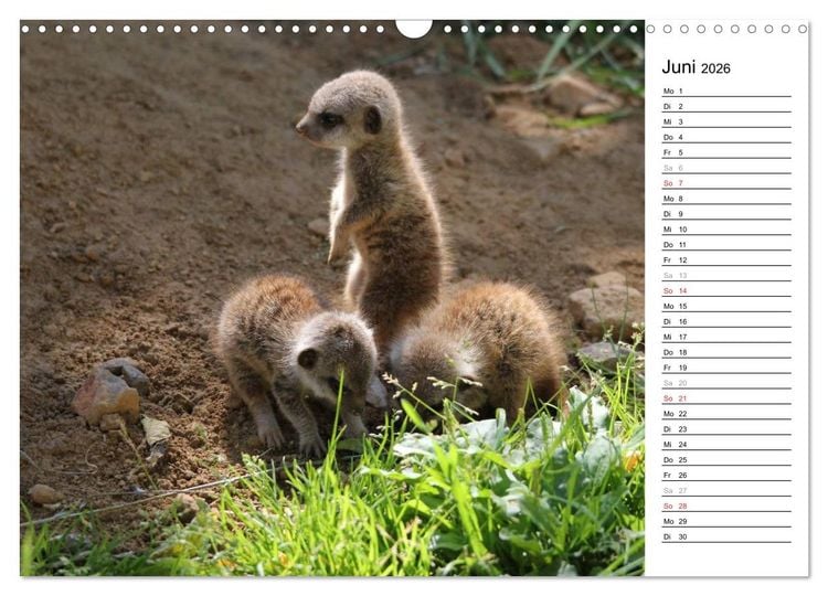 Produktbild: Erdm&auml;nnchen - Die Kobolde im Tierreich (Wandkalender 2026 DIN A3 quer), CALVENDO Monatskalender