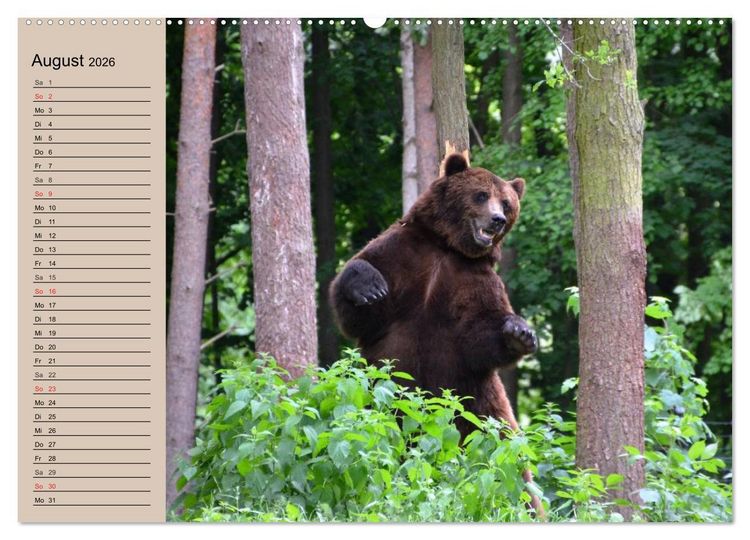Produktbild: B&auml;ren. Unterwegs mit Meister Petz (hochwertiger Premium Wandkalender 2026 DIN A2 quer), Kunstdruck in Hochglanz