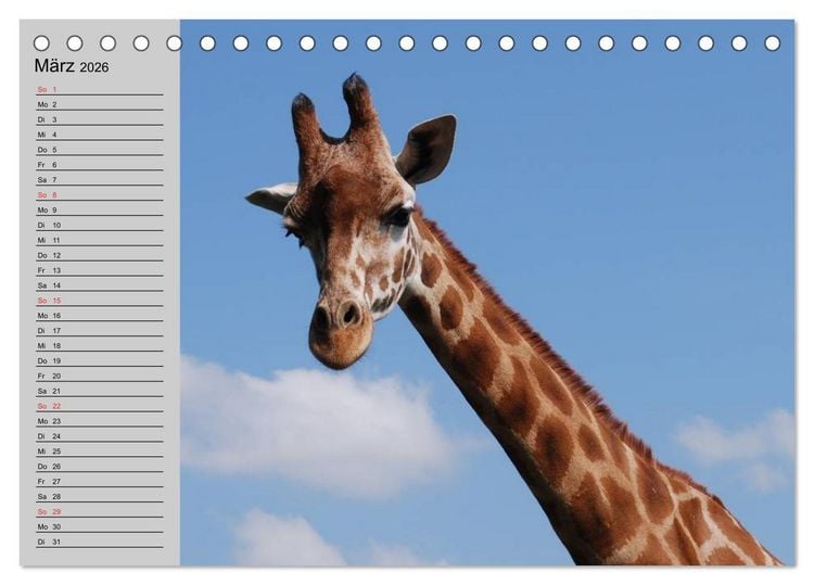 Produktbild: Giraffen. Dem Himmel so nah (Tischkalender 2026 DIN A5 quer), CALVENDO Monatskalender