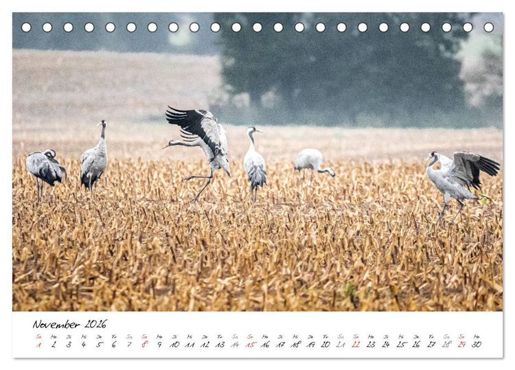 Produktbild: Mein Fischland! Unterwegs auf dem Dar&szlig; (Tischkalender 2026 DIN A5 quer), CALVENDO Monatskalender