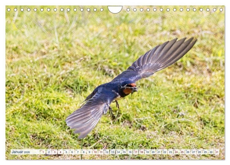 Produktbild: Rauchschwalben - Boten des Sommers (Wandkalender 2026 DIN A4 quer), CALVENDO Monatskalender