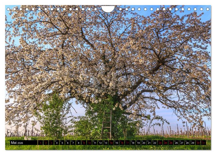 Produktbild: Augenschmaus Pfalz (Wandkalender 2026 DIN A4 quer), CALVENDO Monatskalender