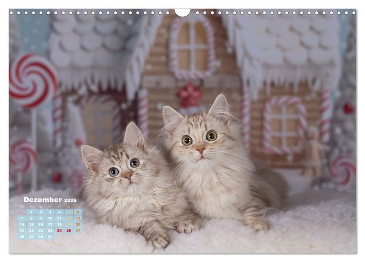 Produktbild: Die Kitten kommen. (Wandkalender 2026 DIN A3 quer), CALVENDO Monatskalender