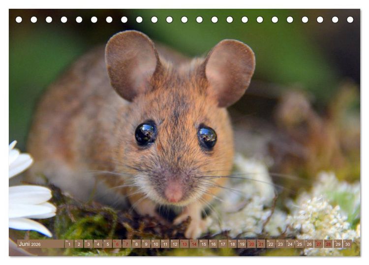 Produktbild: Gr&uuml;sse von der Maus! (Tischkalender 2026 DIN A5 quer), CALVENDO Monatskalender