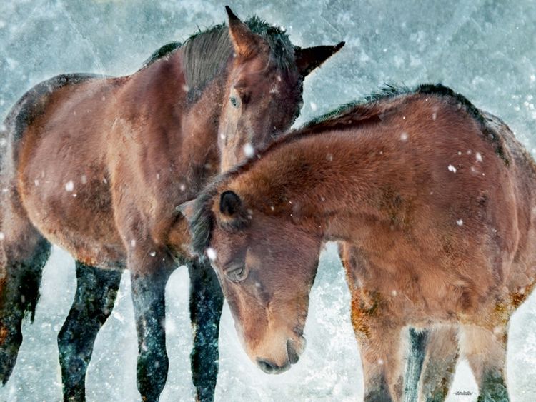 Produktbild: CALVENDO Puzzle Ein Motiv aus dem Kalender Pferde zum Tr&auml;umen | 1000 Teile Lege-Gr&ouml;&szlig;e 64x48cm Foto-Puzzle f&uuml;r gl&uuml;ckliche Stunden