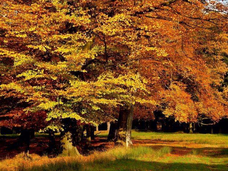 Produktbild: CALVENDO Puzzle Wundervoller Herbst! Ein Motiv aus dem Kalender Jahresringe - B&auml;ume als Wegbegleiter | 1000 Teile Lege-Gr&ouml;&szlig;e 64x48cm Foto-Puzzle f&uuml;r gl&uuml;ckliche Stunden