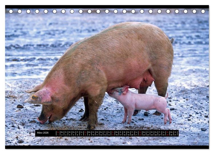 Produktbild: Schweinereien (Tischkalender 2026 DIN A5 quer), CALVENDO Monatskalender