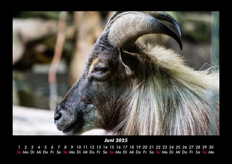 Produktbild: Der Tierkalender 2025 Fotokalender DIN A3