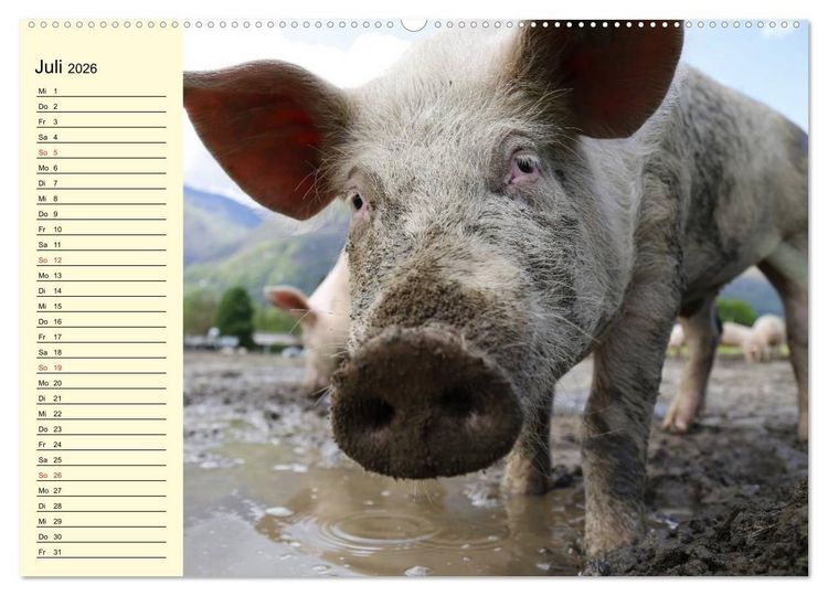 Produktbild: Von S&auml;uen die Schwein haben! (hochwertiger Premium Wandkalender 2026 DIN A2 quer), Kunstdruck in Hochglanz