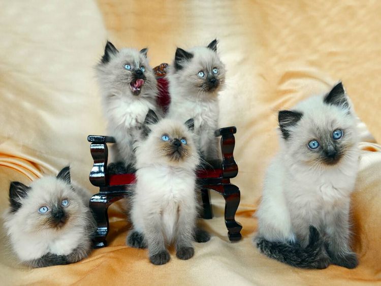 Produktbild: CALVENDO Puzzle Ragdoll K&auml;tzchen | 1000 Teile Lege-Gr&ouml;&szlig;e 64x48cm Foto-Puzzle f&uuml;r gl&uuml;ckliche Stunden