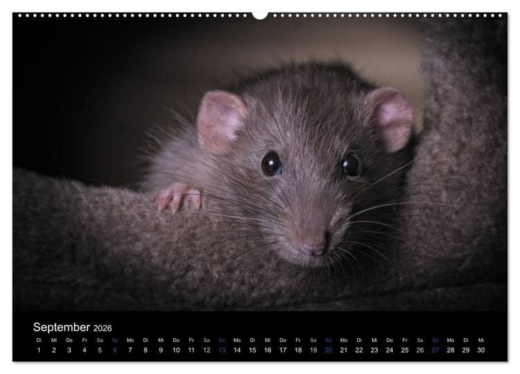 Produktbild: Ratten. Die gro&szlig;e Welt der kleinen Nager (hochwertiger Premium Wandkalender 2026 DIN A2 quer), Kunstdruck in Hochglanz