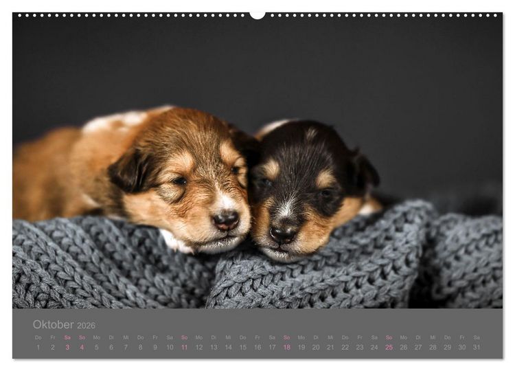 Produktbild: Collie Welpen einfach zuckers&uuml;&szlig; (hochwertiger Premium Wandkalender 2026 DIN A2 quer), Kunstdruck in Hochglanz