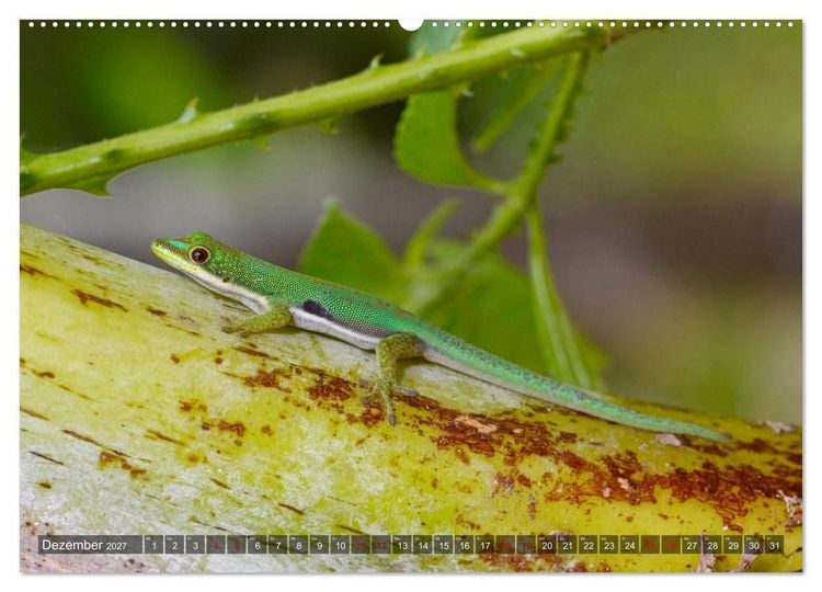 Produktbild: Reptilien auf Madagaskar (Wandkalender 2027 DIN A2 quer), CALVENDO Monatskalender