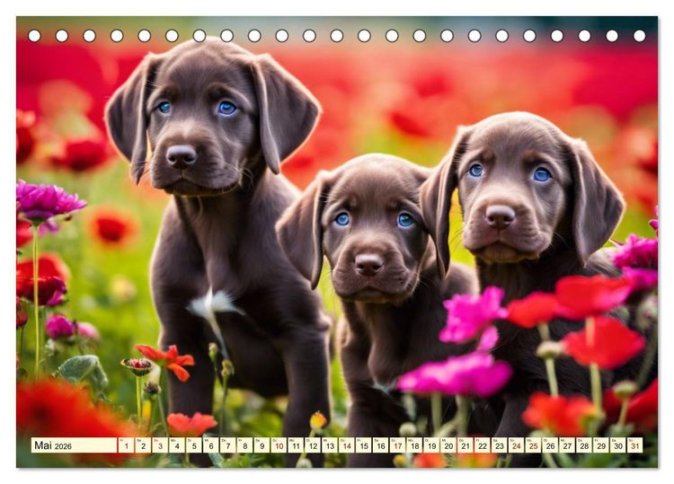 Produktbild: Weimaraner - der ideale Jagdbegleiter (Tischkalender 2026 DIN A5 quer), CALVENDO Monatskalender