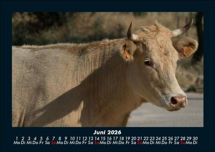 Produktbild: Kuhkalender 2026 Fotokalender DIN A5