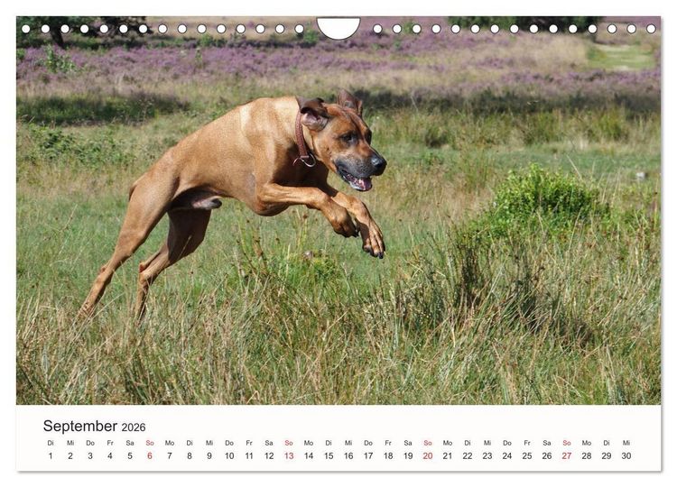 Produktbild: Rhodesian Ridgeback Sch&ouml;nheit aus Afrika (Wandkalender 2026 DIN A4 quer), CALVENDO Monatskalender