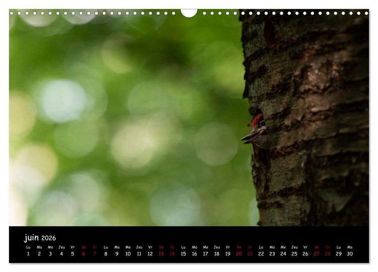 Produktbild: La nature pr&egrave;s de chez vous (Calendrier mural 2026 DIN A3 vertical), CALVENDO calendrier mensuel